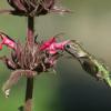 Humming Bird