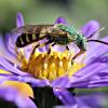 Sweat bees